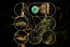 Picture: Unlearning Forests