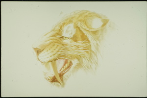 Picture: Zoologische Illustration