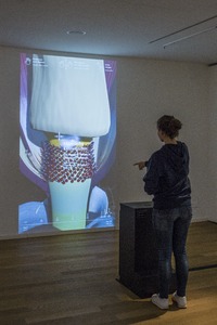 Picture: Titanwurz, interaktives, digitales Modell
