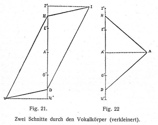 Picture: Zwei Schnitte durch den Vokalkörper