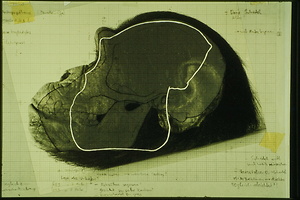 Bild:  Oreopithecus bambolii (Abschlussarbeit 1991)