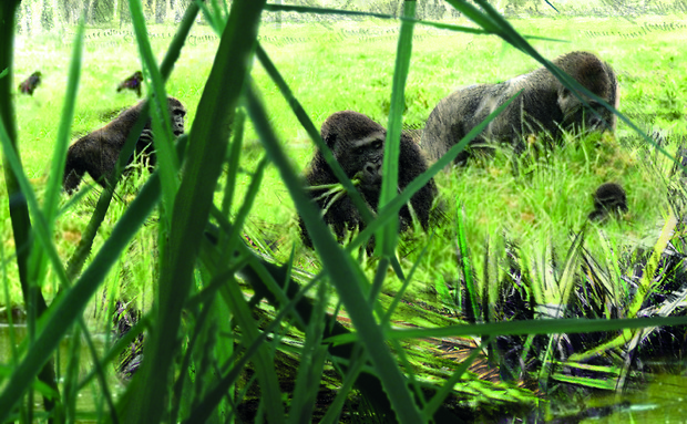 Bild:  Auf Augenhöhe mit Gorillas