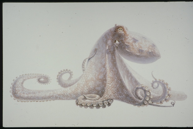Bild:  Verhaltensschemen von Octopus vulgaris