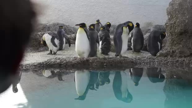 Bild:  18 Pinguine