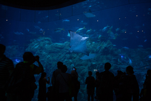 Picture: Ocean Park