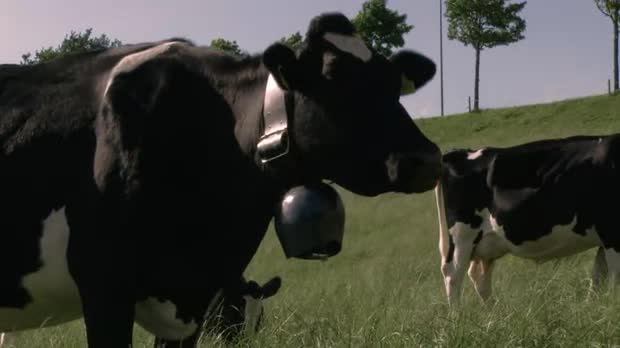 Bild:  Ring the Cows - Trailer