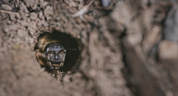 Bild:  Wo die wilden Bienen wohnen (Filmstills)