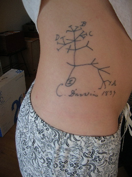 Bild:  Darwin Tree Tattoo