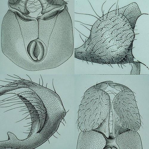 Bild:  Diplomarbeiten Wissenschaftliche Illustration 1994