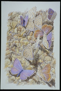 Bild:  Schmetterlingsdarstellung