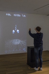Bild:  Titanwurz, interaktives, digitales Modell