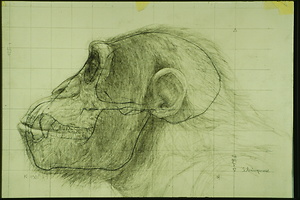Picture: Oreopithecus bambolii (Abschlussarbeit 1991)