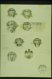 Picture: Oreopithecus bambolii (Abschlussarbeit 1991)