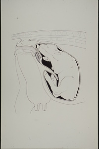 Bild:  Geburt eines Kalbes (Praktikum im Tierspital Zürich)