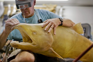 Picture: Dave Smith with fiberglass replica of salmon