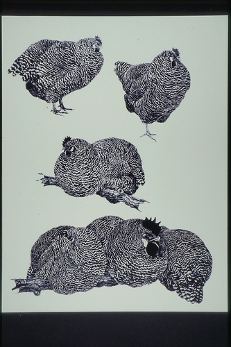 Picture: Hühnervögel