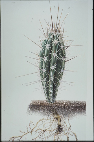 Picture: Botanische Illustration