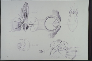 Picture: Verhaltensschemen von Octopus vulgaris (Skizze)