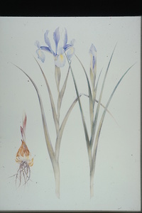 Bild:  Iris x germanica (Deutsche Schwertlilie)