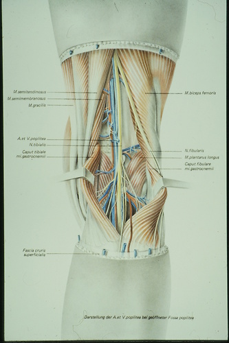 Bild:  Anatomie der Kniekehle