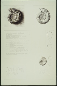 Picture: Seitenansicht, Querschnitt und Lobenlinie des Ammoniten Perisphinctes (Orthosphinctes) sp.