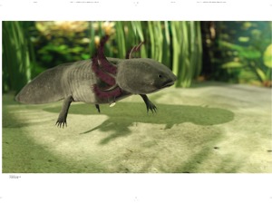 Picture: Axolotl – Ein Regenerationsmysterium