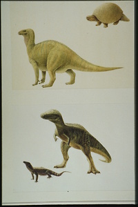 Bild:  Paläontologische Illustration
