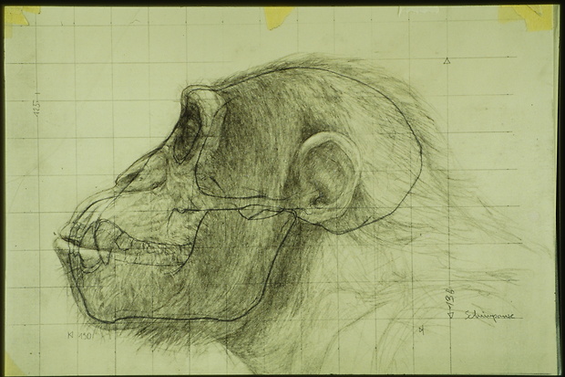 Picture: Oreopithecus bambolii