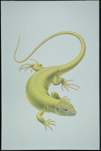 Picture: Zoologische Illustration