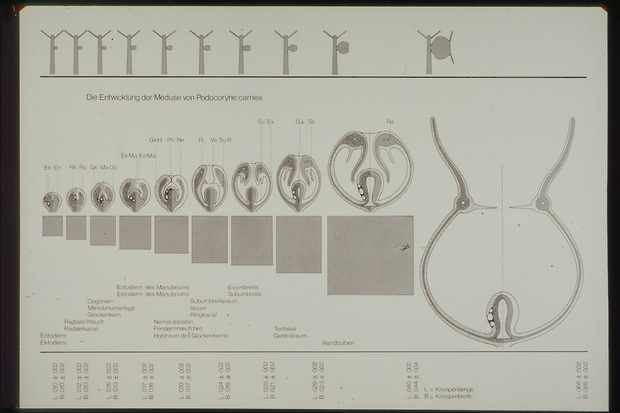 Picture: Die Entwicklung der Meduse Podocoryne carnea