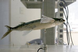Bild:  Fisch im Windkanal