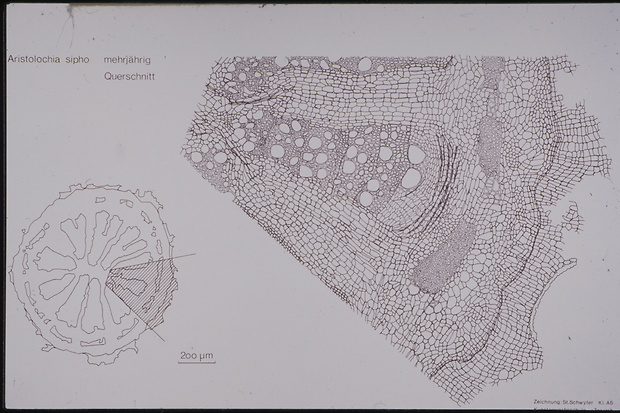Picture: Aristolochia sipho