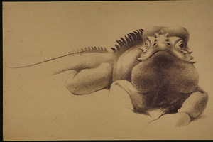 Bild:  Zoologische Illustration