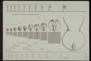 Bild:  Die Entwicklung der Meduse Podocoryne carnea
