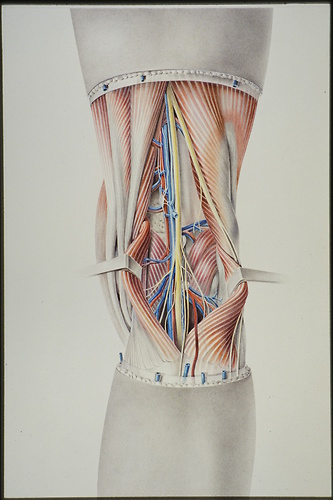 Picture: Anatomie der Kniekehle