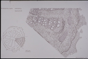 Bild:  Aristolochia sipho