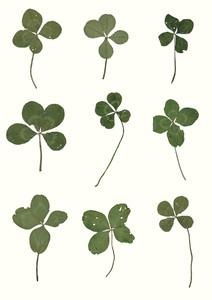 Bild:  A FOUR-LEAF CLOVER IS A GUIDE