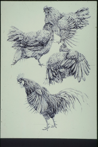 Picture: Hühnervögel