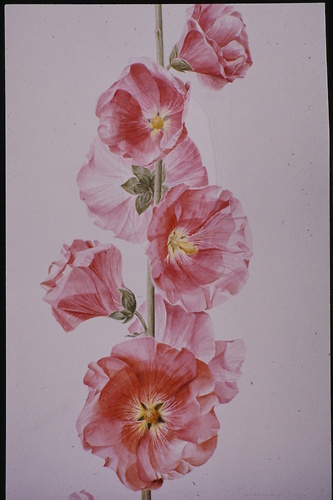Bild:  Botanische Illustration