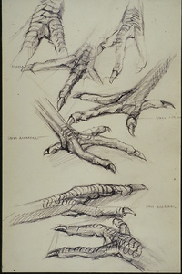 Picture: Hühnervögel (Skizze)