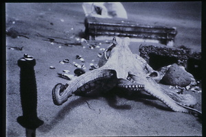 Bild:  Verhaltensschemen von Octopus vulgaris (Dokumentation)
