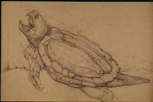 Bild:  Wasserschildkröte
