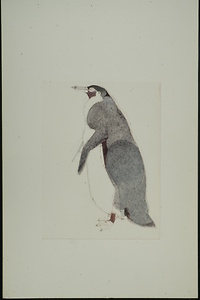 Bild:  Pinguin