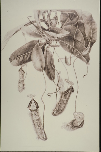 Bild:  Kannenpflanze, Entwurf (Abschlussarbeit 1975)