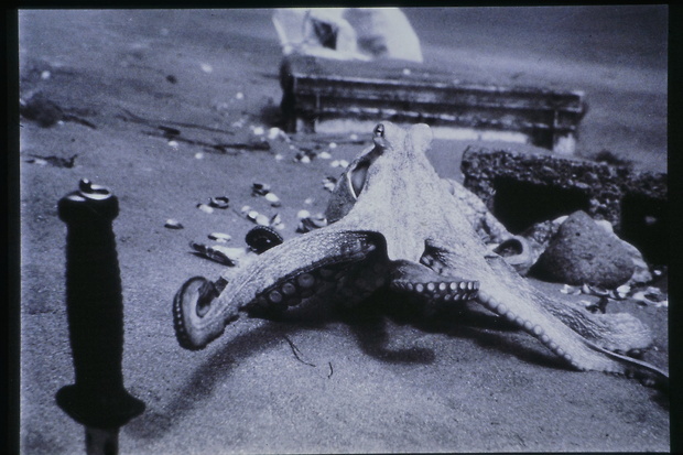 Picture: Verhaltensschemen von Octopus vulgaris (Dokumentation)