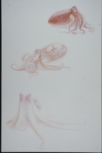 Bild:  Verhaltensschemen von Octopus vulgaris