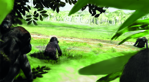 Picture: Auf Augenhöhe mit Gorillas