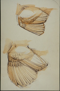 Picture: Hühnervögel (Skizze)