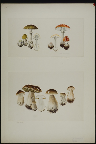 Picture: Botanische Illustration: Pilzdarstellung