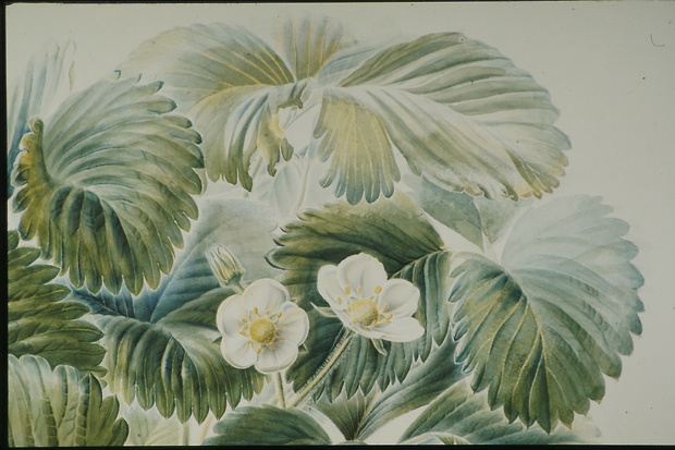Picture: Botanische Illustration